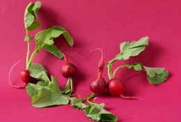 Geras ridikėlių derlius: 5 svarbios taisyklės