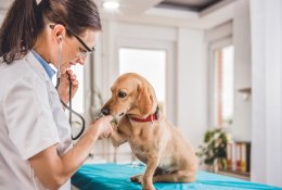 Ašaras kasdien matanti veterinarė: skaudžią pamoką žmonės išmoksta per vėlai