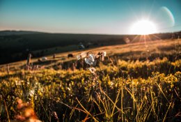 Pagrindinės apsinuodijimų priežastys vasarą – kaip padėti nukentėjusiam asmeniui?