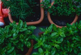 Daržas ant palangės: ką ir kaip galime auginti namuose?