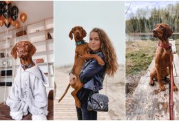 Aktyvios veislės šuo mieste: ką reikėtų žinoti?