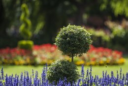 Formuoti augalai: nuo vadinamojo topiarinio meno iki japoniško niwaki
