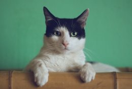 Kodėl katės šlapinasi namuose ir ką su tuo daryti?