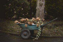 Genėjimo darbai sode – be pabaigos