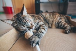 Žaislai katėms – ne tik pramoga, bet ir pagalba rūpinantis katės fizine bei emocine būkle