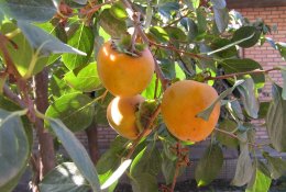 Viliojantys oranžiniai persimonų vaisiai