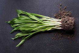 Žolelių daržas ant palangės: sėjame dabar, skanaujame per Velykas