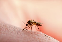Universalusis amoniakas: nepakeičiamas nuo uodų įkandimų, šeimininkes gelbėja buityje, o sodininkus – darže