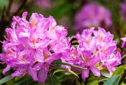 Rododendrai – nuolatiniai gyvenimo palydovai