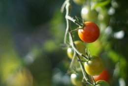 Balti sukietėjimai pomidoro viduje: kodėl jie susidaro?