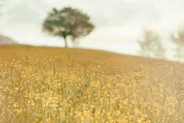 Biologinė įvairovė ir technologijos: kaip šiais laikais saugomos nykstančios rūšys?