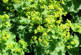 Liaudies medicina: rasakila – vaistažolė moterims