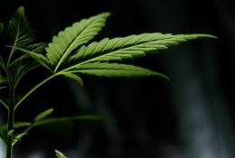 Italija ketina leisti auginti kanapes asmeniniam naudojimui