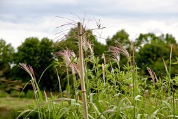 Bambukinių augalų kolekcijoje – patikrintos ir Lietuvos klimato sąlygoms puikiai tinkančios rūšys bei veislės