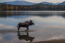 JAV reindžeriai išlaisvino briedį nuo padangos, dvejus metus veržusios jo kaklą