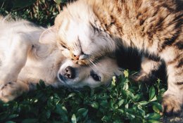 Už augintinį moka tūkstančius, bet į sveikatą neinvestuoja: su kokiais klaidingais įsitikinimais susiduria veterinarai?