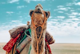 Dešimtys kupranugarių Saudo Arabijoje diskvalifikuoti iš grožio konkurso