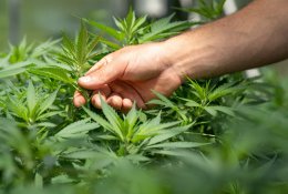Malta taps pirmąja ES šalimi, legalizuosiančia kanapes