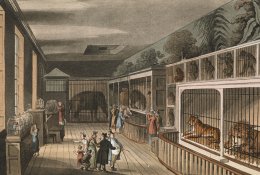 Zoologijos sodų pradžia – valdovų žvėrynai