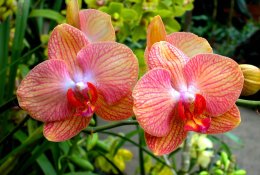 Elegantiškas orchidėjų žiedų paradas