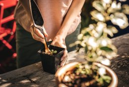 Daržas ant palangės: pirmasis sodinimas vasarį