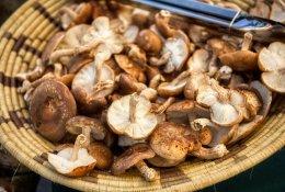 Lietuviai pratinasi prie japoniškų grybų