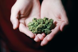 Seime – naujas siūlymas dėl nedidelio kiekio kanapių dekriminalizavimo