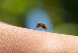 Vabzdžių sezonas įsibėgėja: kaip apsisaugoti ir kas padės nuo įkandimų?