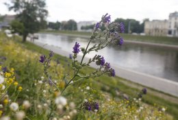 Dėl nenušienautų vejų Vilniaus mieste parlamentaras kreipėsi į prokuratūrą