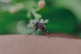 Alergologė pataria, kaip elgtis įgėlus vabzdžiams