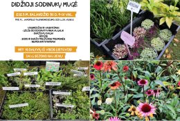 Didžiojoje sodinukų mugėje Vilniuje – dėmesys senosioms augalų veislėms