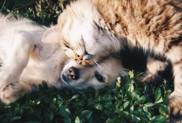 Veterinarė pataria: dažniausios klaidos, lemiančios augintinio negalavimus
