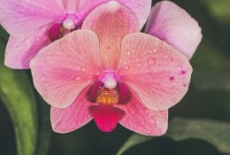 Kaip teisingai laistyti orchidėjas namuose jums gali pasakyti programėlės