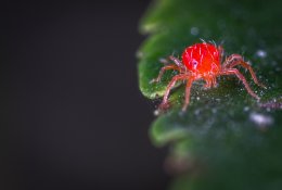 Infekcinių ligų gydytoja: kokie žmonės turi didesnę riziką užsikrėsti erkiniu encefalitu?