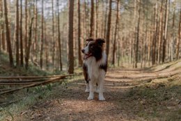 Gyvūnų priežiūra vasarą: kada pastebėjus augintinio negalavimus būtina kreiptis į specialistus