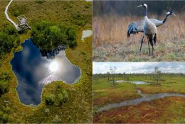 Natūralios pelkės – sveikesnis žmogus