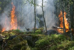 Lietuvių pamėgtą Tenerifę siaubia miškų gaisrai: apėmė milžinišką plotą