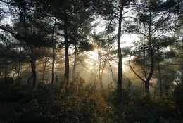 Medžių vaidmuo keičiantis klimatui