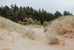 Palanga dešimt kartų padidino atkuriamąją medžių vertę: už nukirstą pušį gali tekti sumokėti 18 tūkst. eurų