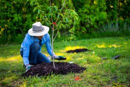 Arboristas apie rudenį sodinamus medžius: sėkmę lemia sodinuko sveikata ir teisingas sodinimas