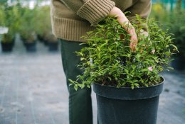 5 didžiausios klaidos sode rudenį – kam tarti griežtą „ne“ ir kaip nepakenkti augalams