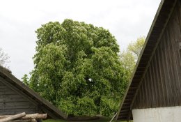 Metų medžiu tapo Jono Basanavičiaus gimtinės kaštonas