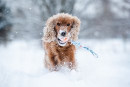 5 veterinarės patarimai, kurie padės pasirūpinti savo augintiniu žiemą