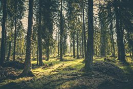 Pavasaris – palankiausias metas didinti miškų plotus