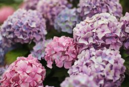 Hortenzijų genėjimas – be didelio vargo