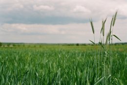Birželį ūkininkai kviečiami teikti paraiškas dėl paramos