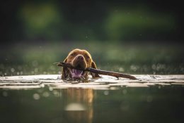 Po maudynių su augintiniu – nemalonios pasekmės: įspėja apie paplūdimiuose tykančius pavojus