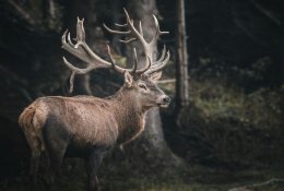 Laukiniai gyvūnai trukdys, kol išnyks?