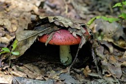 Funkcinių grybų papildai – panacėja nuo visų ligų ar tik mados šauksmas?
