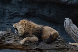 Stebuklas Zimbabvėje: penkias dienas liūtų knibždančiame rezervate klaidžiojęs vaikas rastas gyvas